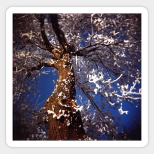 Lomography film photo of a frosty tree against a clear blue sky. Sticker